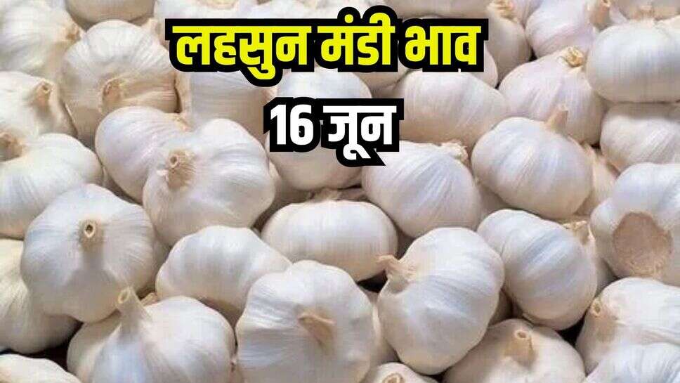 Lahsun Mandi Bhav Today 16 June: राजस्थान से लेकर यूपी तक, लहसुन के दाम में भारी गिरावट, जाने ताजा मंडी भाव