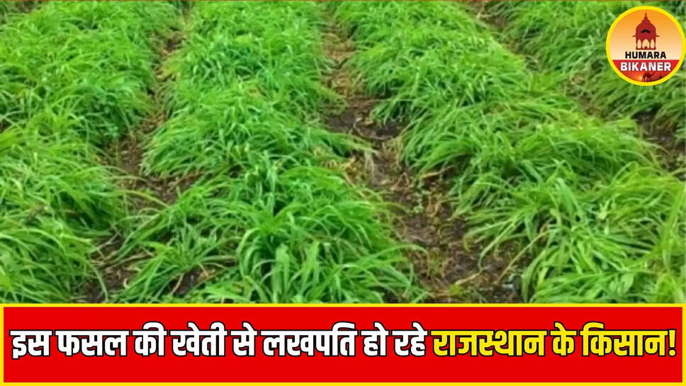 kheti badi