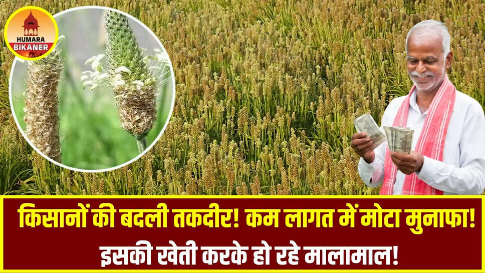 Isabgol Cultivation