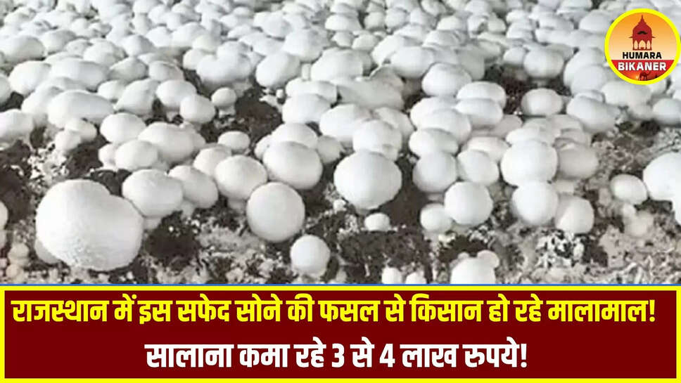 rajasthan desi mushroom