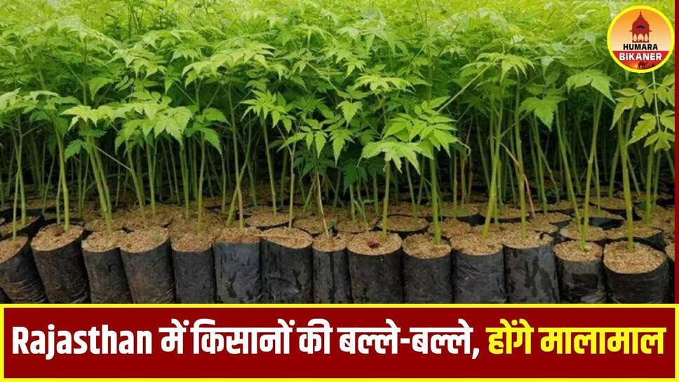 rajasthan news