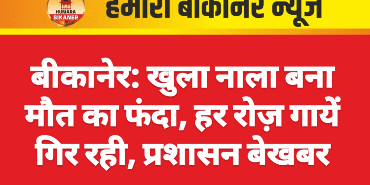 बीकानेर: खुला नाला बना मौत का फंदा, हर रोज़ गायें गिर रही, प्रशासन बेखबर