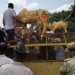 गोचर भूमि अधिग्रहण के विरोध में बीकानेर में बड़ा प्रदर्शन, कलेक्ट्रेट पर गौप्रेमियों का घेराव”