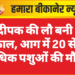 दीपक की लौ बनी काल, आग में 20 से अधिक पशुओं की मौत