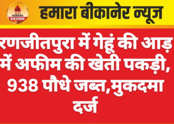 रणजीतपुरा में गेहूं की आड़ में अफीम की खेती पकड़ी, 938 पौधे जब्त,मुकदमा दर्ज